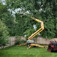 Tree and Shrub Care in Firestone, CO