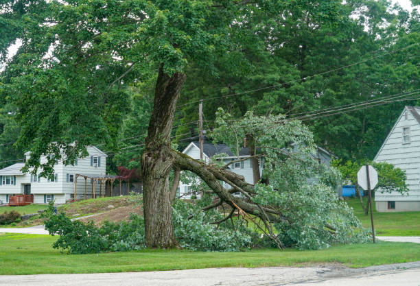 Professional Tree Removal in Firestone, CO